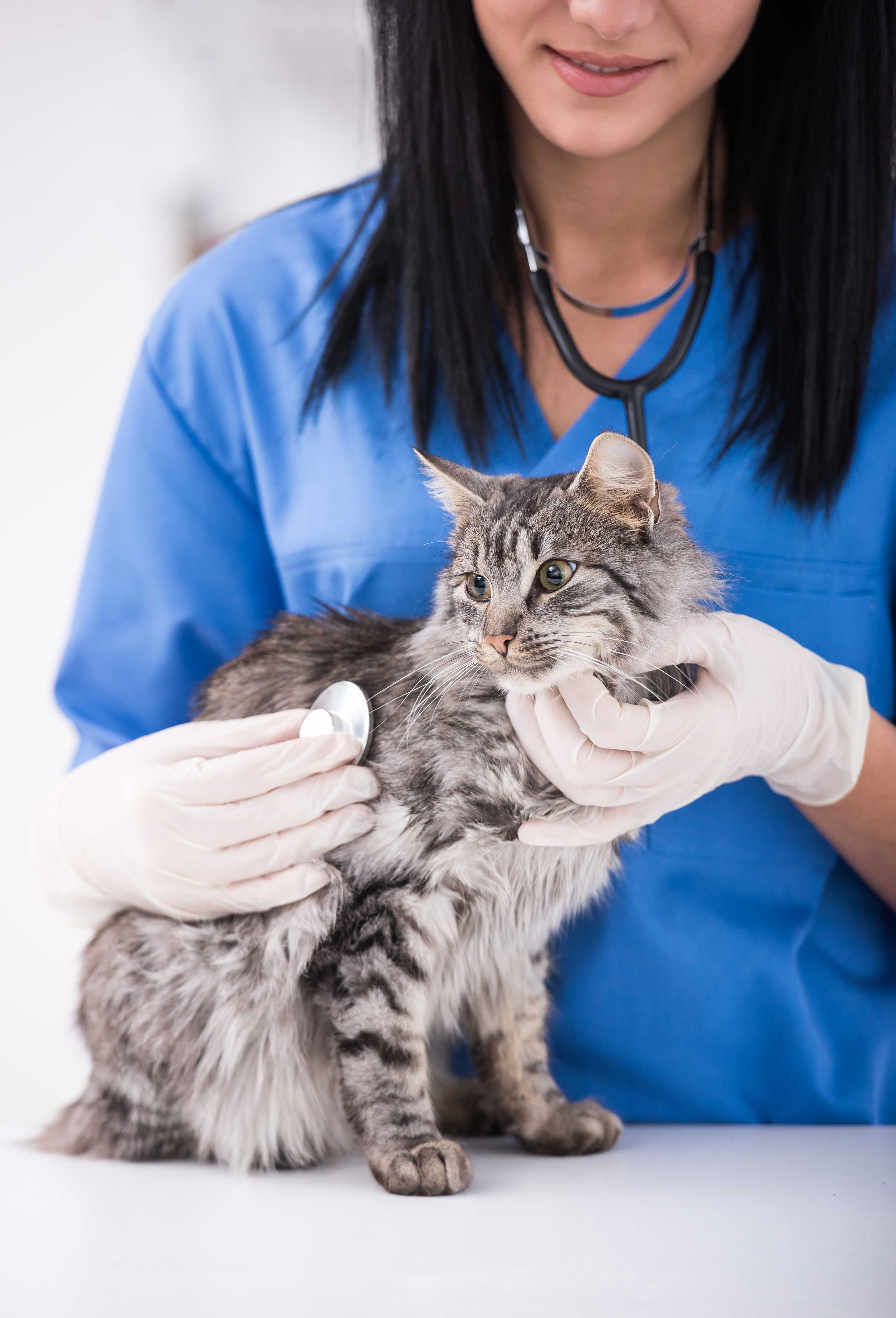 Atendimento para Cães e Gatos Landing Image